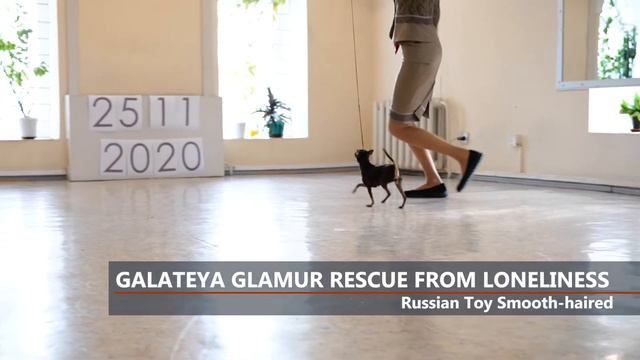 GALATEYA GLAMUR RESCUE FROM LONELINESS the Russian Toy (Smooth-haired), 🏆Champions Parade 2020, UKU смотреть онлайн