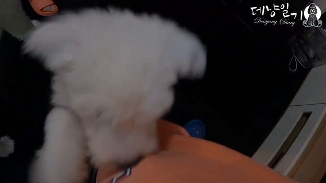올드잉글리쉬쉽독은 사랑입니다. Old English sheepdog dog puppy movie смотреть онлайн