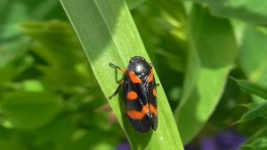 Мир насекомых. Весна