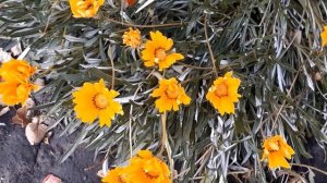 Цветы газания гацания, второй год после зимовки