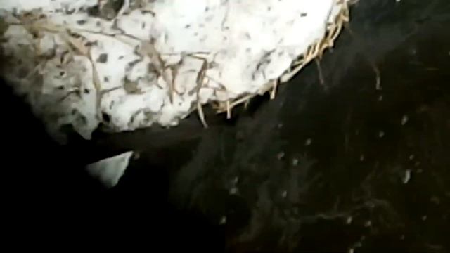 Зимой паук ловим