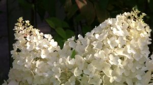 Гортензия метельчатая Серебряный доллар. Уникальный проект. Дачные картинки.