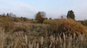 охота с русской гончей на косулю