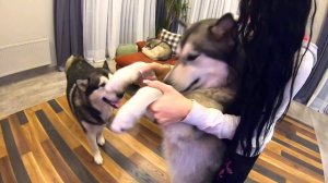 ПЕРВЫЙ РАЗ Хаски увидел себя маленького щенка в телевизоре