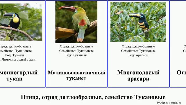 Птица, отряд дятлообразные, семейство Тукановые арасари туканет андигена селенидера birds toucan смотреть онлайн