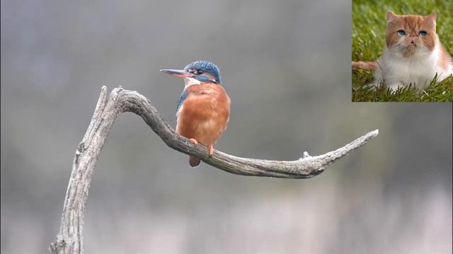 Зимородок Alcedo atthis смотреть онлайн