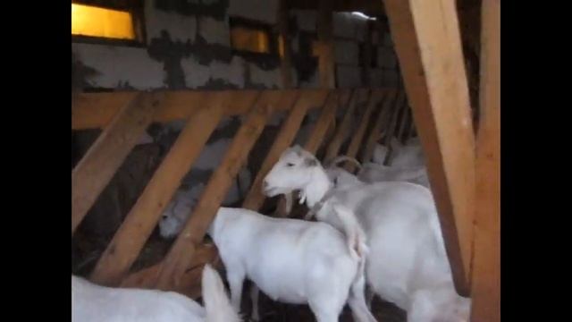 Что едят козы . смотреть онлайн