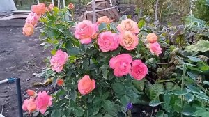 Роза ибица (ibiza)