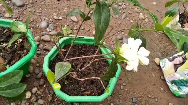 Variegated Gardenia In Bloom