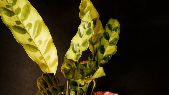 Calathea Box Lapse - Movement & Dance смотреть онлайн