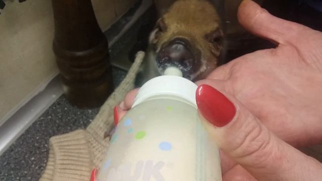 #ПОРОСЯТА# ВЫКАРМЛИВАЕМ ОДНОДНЕВНОГО ПОРОСЕНКА СВОИМИ РУКАМИ В ДОМАШНИХ УСЛОВИЯХ смотреть онлайн