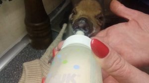 #ПОРОСЯТА# ВЫКАРМЛИВАЕМ ОДНОДНЕВНОГО ПОРОСЕНКА СВОИМИ РУКАМИ В ДОМАШНИХ УСЛОВИЯХ