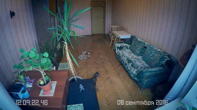 Что делают питомцы, пока вас нет рядом смотреть онлайн