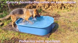 Купили немецкой овчарке Хантеру бассейн для собак на 250 литров.Радости нет предела.Жара +35 С.