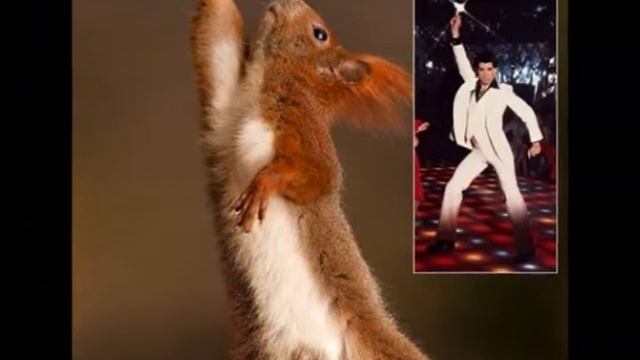 Белки. Сборник фото и нарезки видео. смотреть онлайн