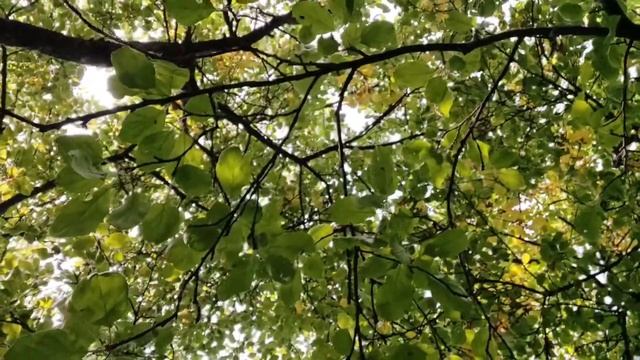 Медитация "Потоковая ходьба". Аудиогид (слушай при ходьбе) смотреть онлайн