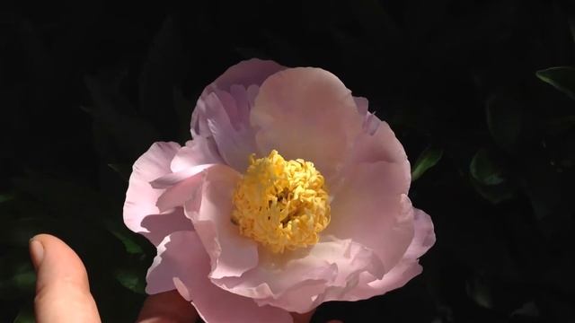 Пион Гарден Лейс (Garden Lace) смотреть онлайн