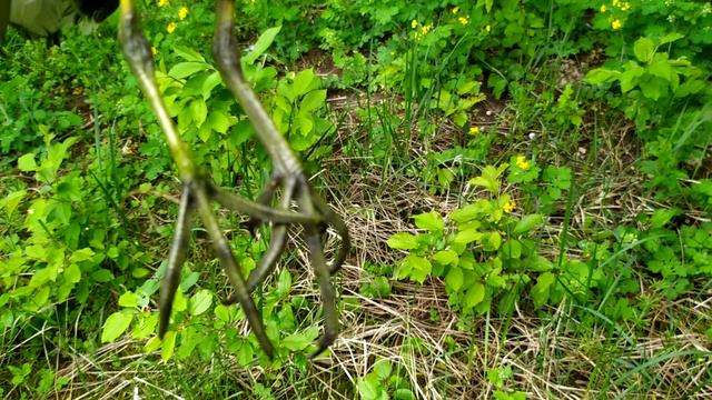 Поехал за дафнией а поймал непонятную птицу смотреть онлайн