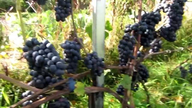 ??Треск винограда и гнили. Поездки по виноградникам. Виноград смотреть онлайн