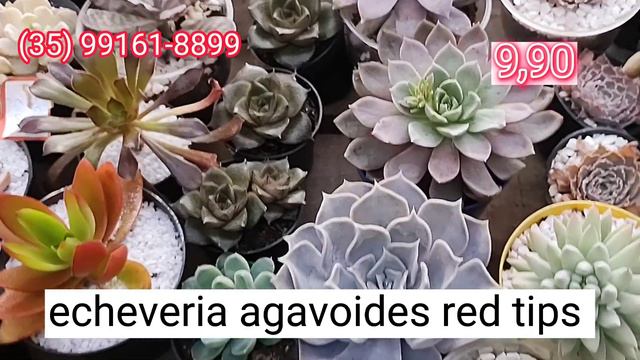 Vídeo de vendas!!! confiram as novidades😉 Suculentas maravilhosas com preços incríveis #suculentas смотреть онлайн