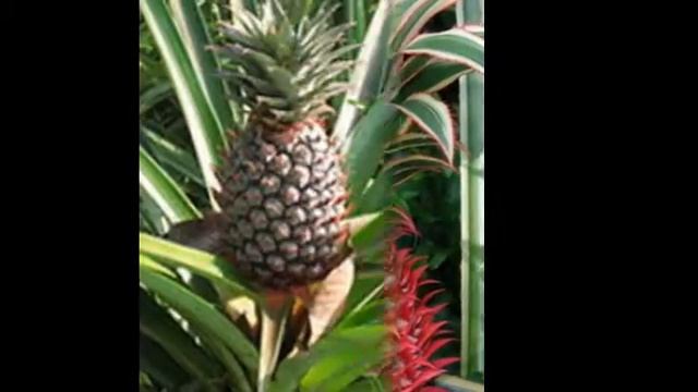 Цветы и растения-Ананас посевной