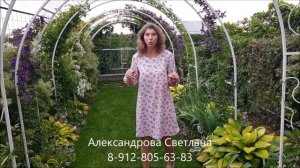 Самая лучшая многолетняя лиана. Что посадить вдоль забора? Княжики!