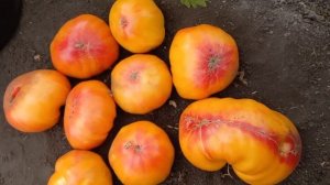 Томат Грейпфрут поразил меня огромными томатами и большой урожайностью реально неожиданно от экзота