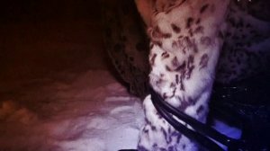 Легенды советского сыска Брежнев против маньяка