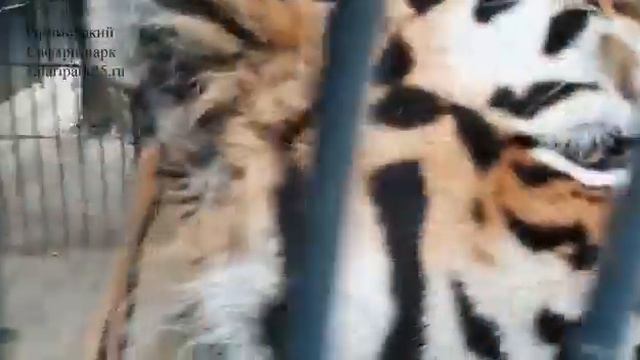 ШЕРХАН В КАРАНТИНЕ смотреть онлайн