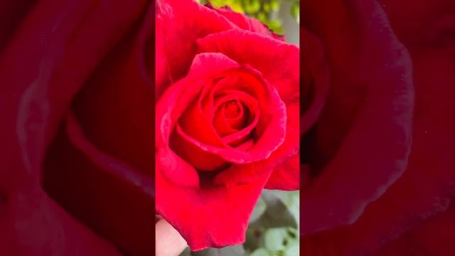 Red flame Roses ? from my Garden. смотреть онлайн