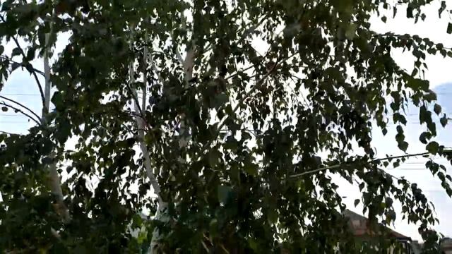 Влог сравнение съёмки видео в 1080р 30 кадров 1080р 60 кадров и4к 30кадров со стоковой и гугл камер смотреть онлайн