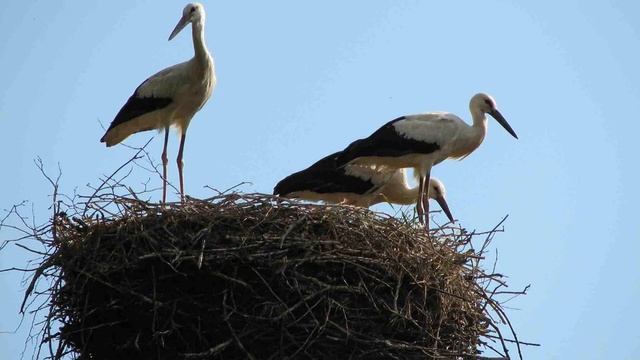 Народные приметы на 20 августа. смотреть онлайн