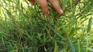 Стрижка кустарников! Ива Хакуро Нишики, ива пурпурная Нана!