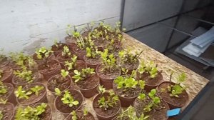 Гортензия Крупнолистная | Выгонка гортензии