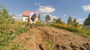 Копаем картофель с помощью мотоблока Нева МБ-2. Картофелекопалка в помощь.