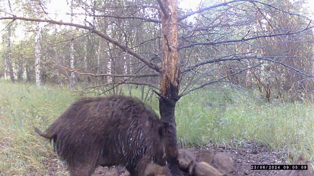 Три свиньи и шесть поросят смотреть онлайн