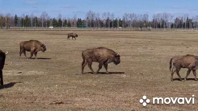 Беларусь, Могилёв, зоосад и город смотреть онлайн