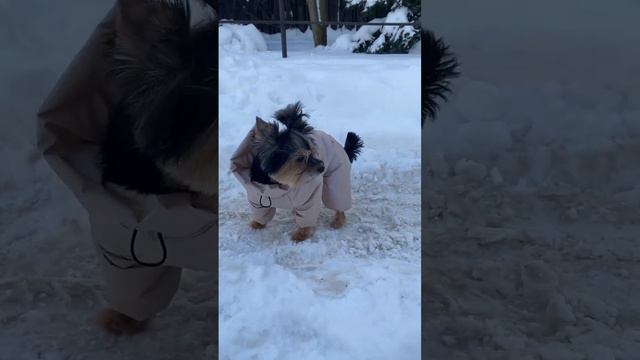 Pearl #одеждадлясобак