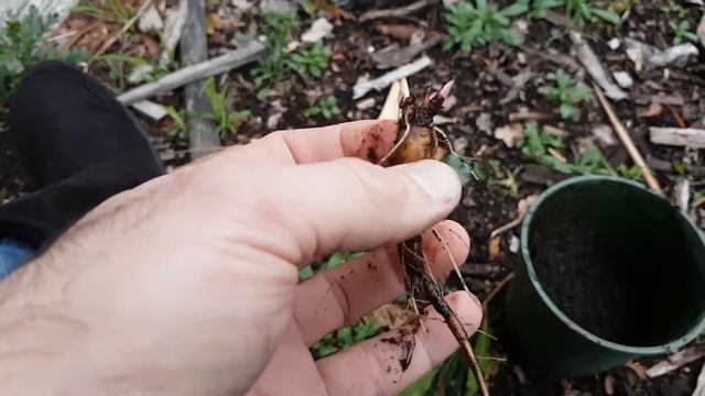 Growing peonies from seed - 1 year old seedlings смотреть онлайн