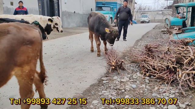 Yusufjonga Qirgʻizistondan Yemlashga Tayyor va Yosh Koʻchat Novvoslar Yetib Keldi 24-fevral, 2024 смотреть онлайн