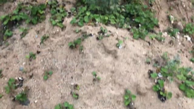 Маленькая Карелия в Подмосковье / Огромный заброшенный карьер у Сычёво / Трасса для мотоциклов/ Дюн смотреть онлайн