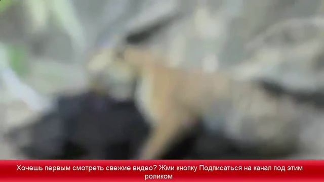 Тигрёнок охотится на кабана Тигр против кабана смотреть онлайн