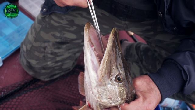 Турецкий джиг на русской реке. Щуки обезумели, клюют как сумасшедшие!!! смотреть онлайн