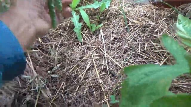 Огород рос без присмотра 2 недели. 2018г июль Кострома смотреть онлайн