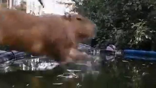 капибара купается смотреть онлайн