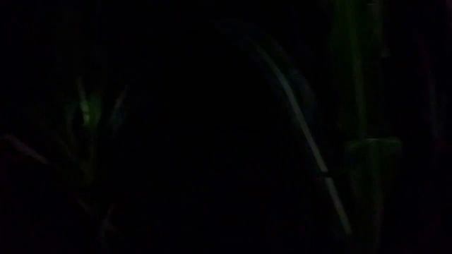 Шок!!!!!!! Рэйк заснят на видео Подмосковье смотреть онлайн