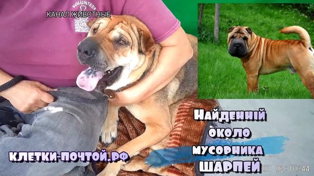Найденный около мусорника шарпей. Клетки Почтой . смотреть онлайн