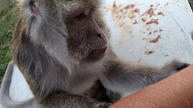 Slow Motion Monkey Slaps смотреть онлайн