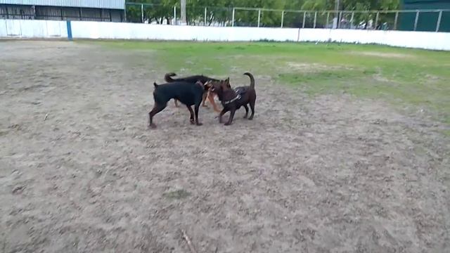 Миниатюрка. Джоина карусель с друзьями смотреть онлайн