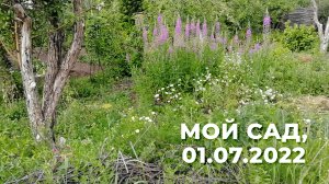 Мой сад, 1 июля 2022